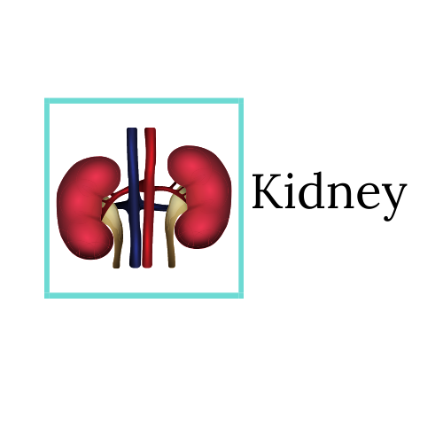 Kidney