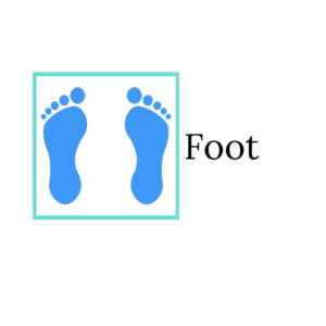 Foot