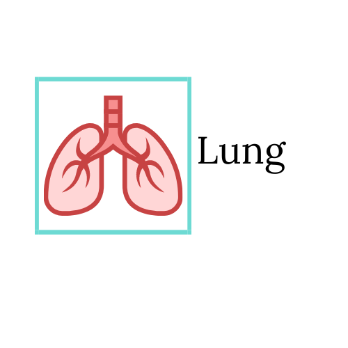 Lung